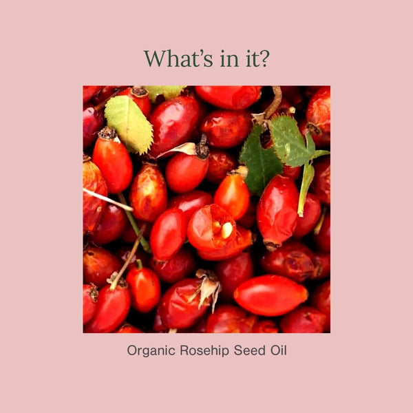 Roseship seeds shown what is inside the Organic Roseship Seed oil by Juicy chemistry